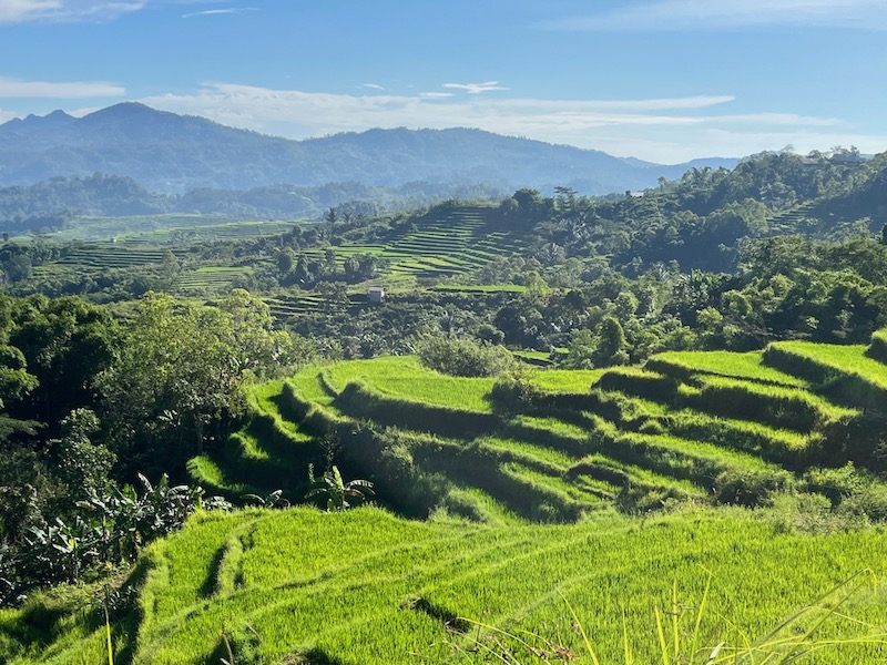 Dewi Sri, déesse du riz et de la fertilité